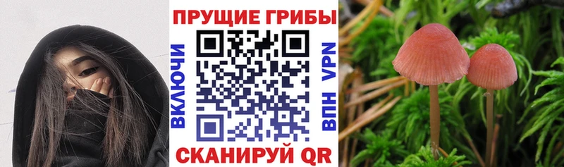 цены   Орск  Галлюциногенные грибы Cubensis 